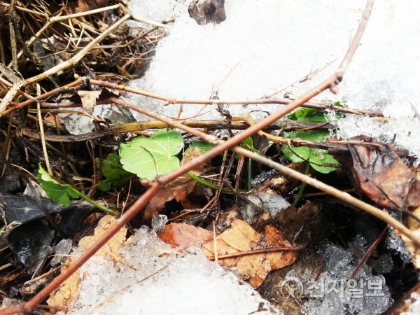 강원도 철원 갓냉이 모습. (제공: 강원도청)2017.12.11