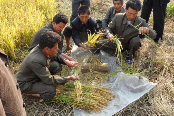 북한은 20여년간 지속된 심각한 가뭄으로 인해 지난해 주요 식량이 되는 쌀, 옥수수, 감자, 콩 등의 수확량이 크게 감소했다. 북한 주민들의 수확 모습 자료사진 (출처: 유엔 산하 식량농업기구(FAO) Cristina Coslet)