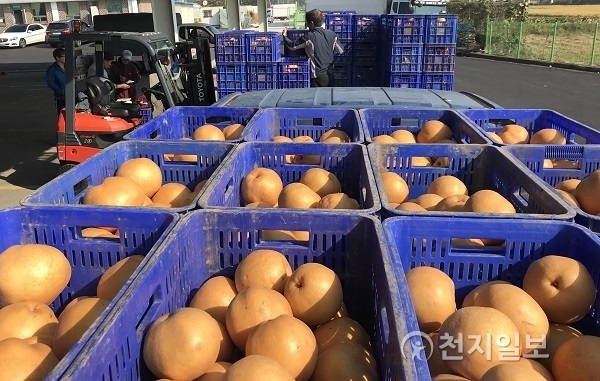 소비 부진으로 재고가 누적된 저장배 (제공: 농협) ⓒ천지일보(뉴스천지) 2018.1.25