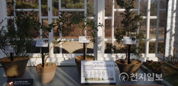 [천지일보=유영선 기자] 천연기념물 모수(母樹)에서 직접 채취하여 키워 낸 후계목(좌측부터 부안 중계리 꽝꽝나무, 부안 도청리 호랑가시나무, 창덕궁 향나무) ⓒ천지일보(뉴스천지) 2018.1.29