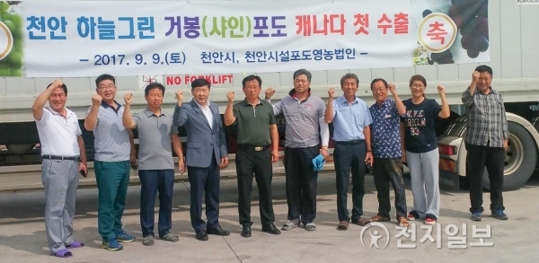 천안시와 천안시설포도 영농법인이 지난해 9월 9일 천안포도 수출유통센터에서 캐나다 수출물량으로 선적하고 있다. (제공: 천안시) ⓒ천지일보(뉴스천지) 2018.2.2