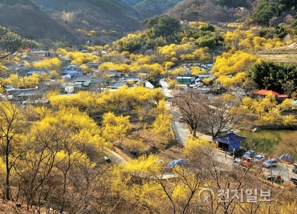 구례 산수유마을. (제공: 전라남도청) ⓒ천지일보(뉴스천지) 2018.3.13