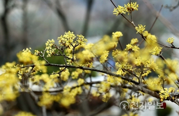 봄비가 내리고 있는 가운데 지난 18일 충남 천안시청 주변 산수유가 꽃망울을 터트리고 있다. ⓒ천지일보(뉴스천지) 2018.3.19