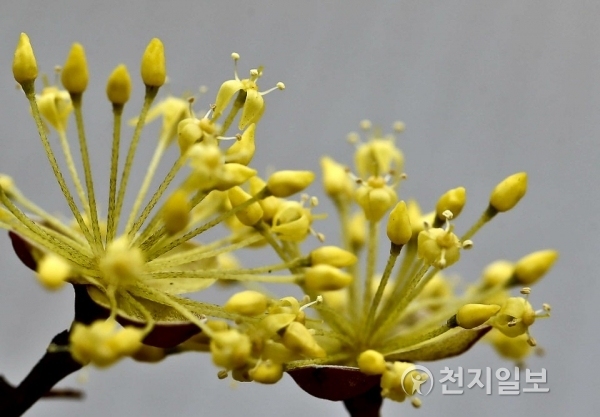봄비가 내리고 있는 가운데 지난 18일 충남 천안시청 주변 산수유가 꽃망울을 터트리고 있다. ⓒ천지일보(뉴스천지) 2018.3.19