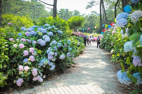 지난해 태종대유원지 내 태종사 일원에서 펼쳐진 수국꽃 문화축제. ⓒ천지일보(뉴스천지) 2018.3.22