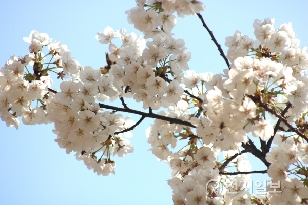 26일 오후 부산시 연제구에 위치한 시청 주변에 때 이른 벚꽃이 만개했다. 다른 나무들은 이번 주말쯤 만개할 것으로 예상되지만 유독 두 그루의 벚꽃이 만개해 지나가는 시민들의 발길을 잡고 있다. ⓒ천지일보(뉴스천지) 2018.3.26
