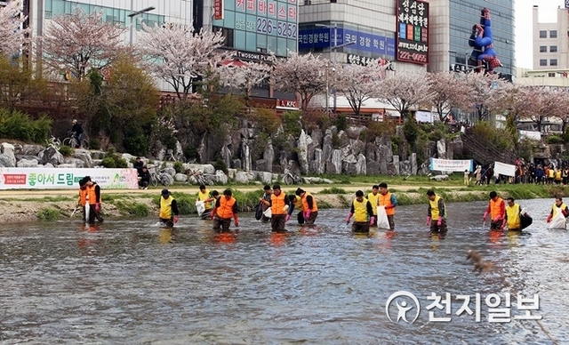 신천지자원봉사단 대전지부 8000여명이 7일 추운 날씨 가운데 물 속에 직접 들어가 3대하천을 깨끗하게 청소하고 있다. (제공: 신천지자월봉사단 대전지부) ⓒ천지일보(뉴스천지) 2018.4.8