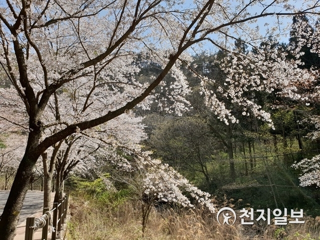 전남 보성 대원사 가는 길에 활짝 핀 벚꽃. ⓒ천지일보(뉴스천지) 2018.4.9
