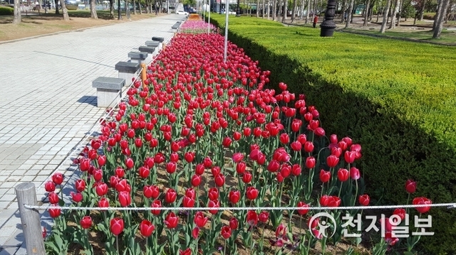 안양시가 중앙공원에 조성한 튤립꽃밭이 형형색색으로 피어난 꽃으로 중앙공원을 찾는 시민들에게 아름다움을 선사하고 있다. (제공: 안양시) ⓒ천지일보(뉴스천지) 2018.4.20