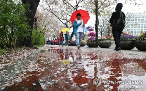 (서울=연합뉴스) 대지를 촉촉하게 적시는 봄비가 내린 14일 서울 여의도 국회 앞에서 외국인관광객들이 우산을 쓴 채 벚꽃을 감상하고 있다.
