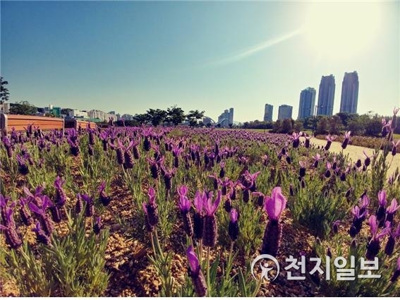 태화강대공원 내 라벤더가 개화하고 있는 모습. (제공: 울산시) ⓒ천지일보(뉴스천지) 2018.5.4