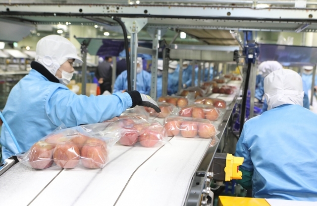롯데 신선품질혁신센터에서 직원들이 사과를 포장하고 있다. (제공: 롯데쇼핑)