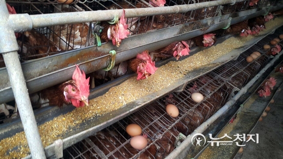 ‘살충제 계란’에 대한 사회적 파장이 커지고 있는 가운데 지난 18일 경북 칠곡군의 한 농장에서 닭들이 알을 생산하고 있다. ⓒ천지일보(뉴스천지)