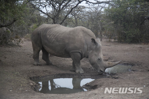 【라이키피아(케냐)=AP/뉴시스】지난 3월2일 케냐 라이키피아의 올 페제타 보호구역에서 남아 있는 단 2마리뿐인 북부흰코뿔소 암컷 중 하나인 나진이 우리 안을 걷고 있다. 과학자들은 북부흰코뿔소의 냉동 정자와 남부흰코뿔소의 난자를 이용해 배아를 만들어내는데 성공, 북부흰코뿔소를 멸종으로부터 구해낼 완벽한 방법에 몇걸음 더 근접했다고 4일 밝혔다. 2018.7.5