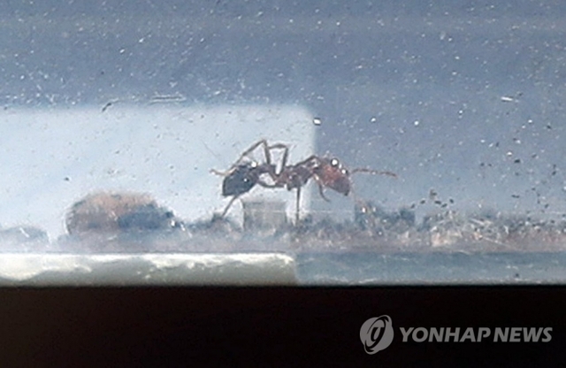 7일 오후 인천시 중구 인천컨테이너터미널에서 농림축산검역본부 관계자가 포집한 붉은불개미를 공개하고 있다. (출처: 연합뉴스)