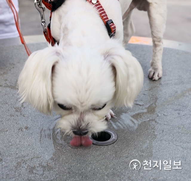 [천지일보=남승우 기자] 전국 대부분의 지역에 폭염경보가 발효된 20일 오후 서울로7017에서 더위와 목마름에 지친 강아지가 수돗가에서 물을 마시고 있다. ⓒ천지일보 2018.7.20