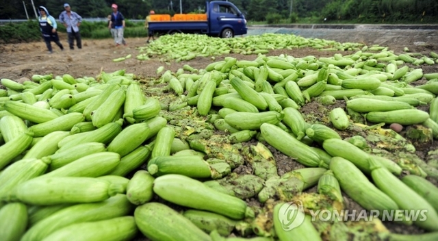 지난 27일 강원 화천군 간동면 도송리에서 농민들이 애호박을 폐기하고 있다. (출처: 연합뉴스)