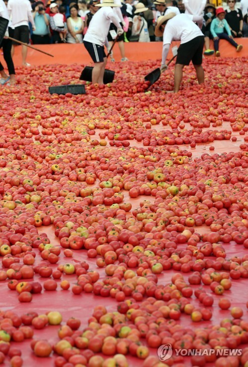 (화천=연합뉴스) 2일 강원 화천군 사내면 문화마을 일대에서 '2018 화천토마토축제'가 개막, 첫번째 행사로 토마토 속에 숨겨진 황금반지를 찾는 이벤트를 위해 행사장에 토마토가 뿌려져 있다.