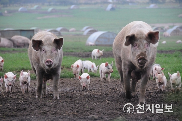 돼지 한 마리가 전쟁을 일으켰다? (사진: 게티이미지뱅크) ⓒ천지일보 2018.8.13