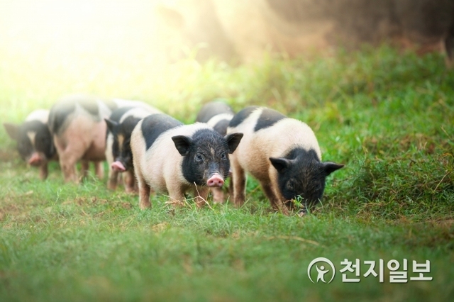 돼지 한 마리로 시작된 ‘돼지 전쟁’은 12년 동안 이어졌다. (사진:게티이미지뱅크) ⓒ천지일보 2018.8.13