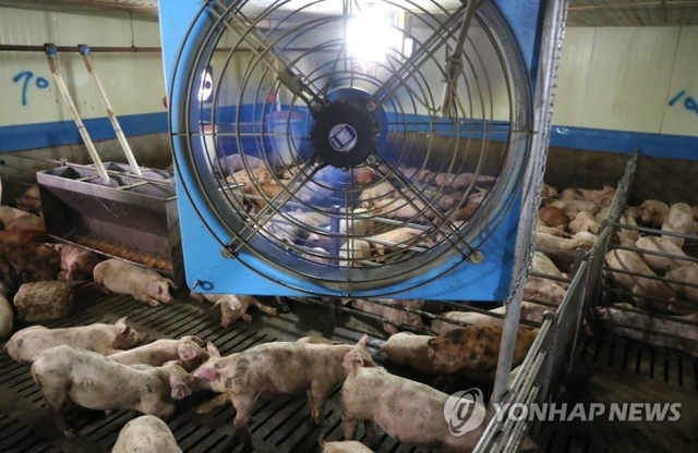 울산시 울주군 두서면의 한 돼지 농가에서 대형 선풍기가 축사 안의 열기를 식히고 있는 모습. (출처: 연합뉴스)