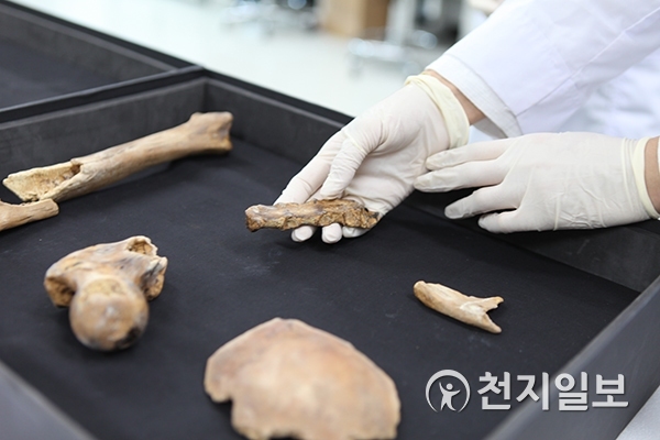 백제 쌍릉 대왕릉에서 발견된 인골과 3D복제뼈. 이 인골은 백제 무왕의 것으로 추정되고 있다. ⓒ천지일보 2018.8.28
