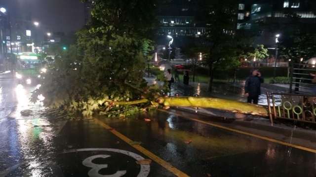 서울지역에 호우경보가 발효된 28일 동작구 중앙대학교 인근에 가로수가 폭우로 쓰러져있다. (출처: 연합뉴스)