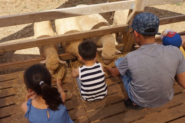매일유업 가족캠프에 참여한 종로구 드림스타트 가족들이 상하농원에서 동물체험을 하고 있다. (제공: 매일유업)