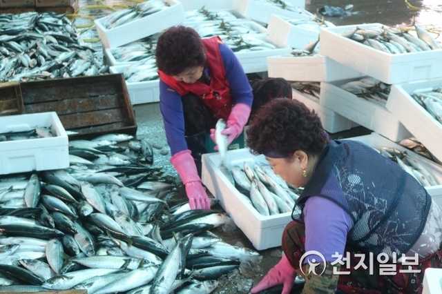 [천지일보 부산=김태현 기자] 경매 받은 고등어 상자에 담는 생선 소매업자. ⓒ천지일보 2018.9.3