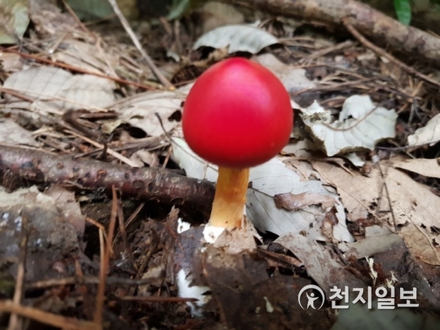 [천지일보 광주=이미애 기자] 최근 무등산국립공원 탐방로에서 희귀 버섯들이 발견되고 있는 가운데 지난 6일 빨갛게 잘 익은 버섯이 화려한 자태를 뽐내고 있다. ⓒ천지일보 2018.9.7