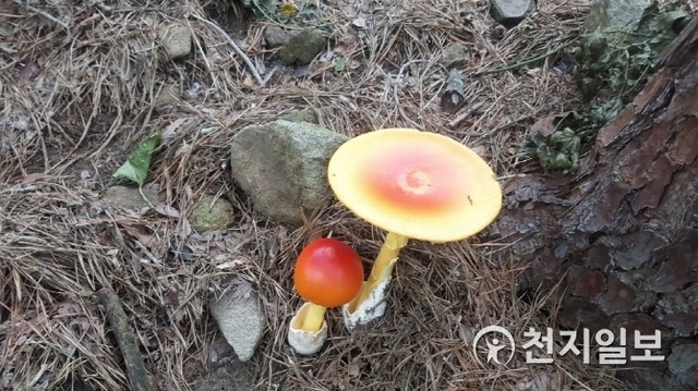 [천지일보 광주=이미애 기자] 최근 무등산국립공원 탐방로에서 희귀 버섯들이 발견되고 있는 가운데 지난 6일 빨갛게 잘 익은 버섯이 화려한 자태를 뽐내고 있다. ⓒ천지일보 2018.9.7