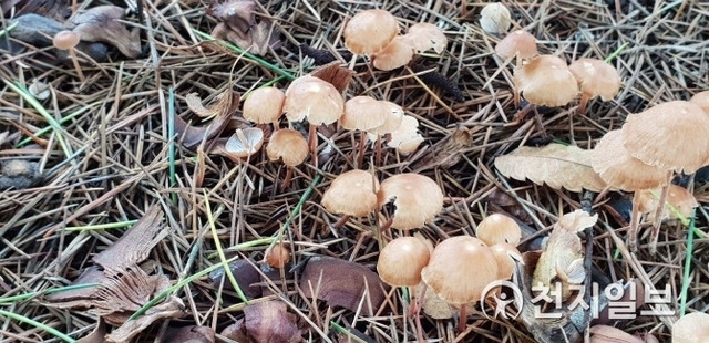 [천지일보 광주=이미애 기자] 최근 무등산국립공원 탐방로에서 희귀 버섯들이 발견되고 있는 가운데 지난 7일 오후 나무버섯이 군락을 이루고 있다.