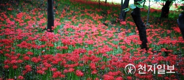 전남 함평군 해보면 용천사 인근이 꽃무릇으로 붉게 물들어 있는 가운데 오는 15일부터 16일까지 제19회 꽃무릇 큰잔치가 열린다. (제공: 함평군) ⓒ천지일보 2018.9.13