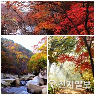 경상남도 합천 해인사 소리길 단풍(위), 합천 해인사 홍류동(소리길)의 秋景(왼쪽), 함양군 상림공원(오른쪽). (제공: 경남도) ⓒ천지일보 2018.9.27