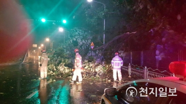 6일 오전 5시 31분께 부산 명장동 국제시장 앞 나무가 쓰러져 도로를 막고 있다. (제공: 부산경찰청) ⓒ천지일보 2018.10.6