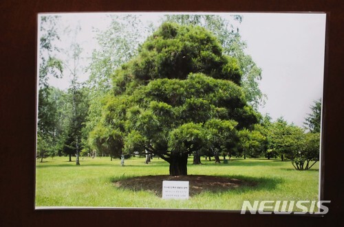북측에서 준비한 노무현 대통령이 2007년 심은 소나무 사진. (출처: 뉴시스)