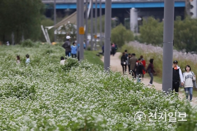 [천지일보=남승우 기자] 한글날인 9일 오후 서울 반포한강공원 서래섬을 찾은 시민들이 메밀꽃길을 걸으며 가을의 정취를 만끽하고 있다.