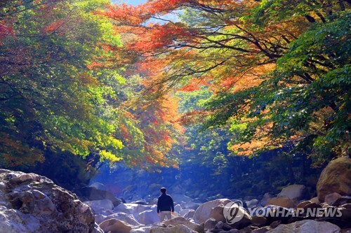 (제주=연합뉴스) 19일 제주 한라산 천아숲길 광령천 계곡의 단풍이 장관을 이루고 있다.