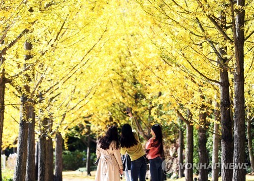 (용인=연합뉴스) 완연한 가을 날씨를 보인 19일 오후 경기도 용인시 에버랜드를 찾은 시민들이 노랗게 물든 은행나무 아래에서 가을 정취를 만끽하고 있다.