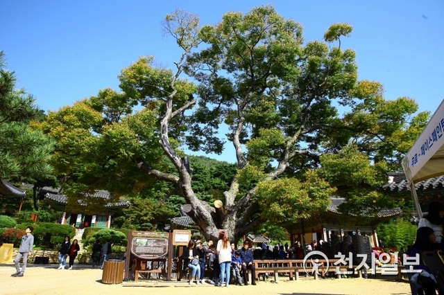 [천지일보=김미정 기자] 인천시 강화군 전등사 한 가운데 400여년 된 느티나무가 자리하고 있다. 전등사는 조선 광해군 때 화재로 소실됐다가 1615년에 재건됐는데, 이 나무는 재건 당시 심겨진 것으로 추정된다. ⓒ천지일보 2018.10.13