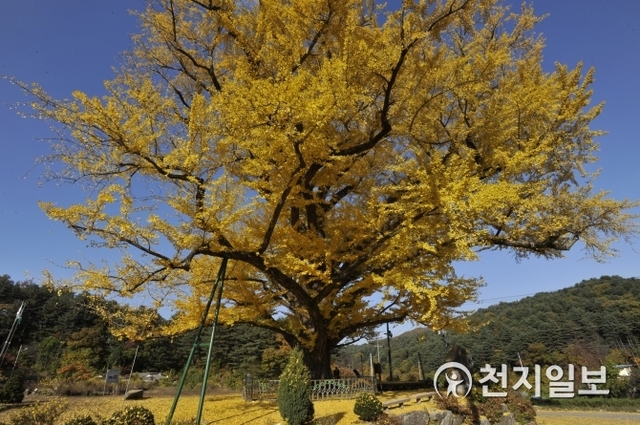 포천시 신북면 금동리 지동산촌마을 천년의 수령을 자랑하는 은행나무가 노란 단풍으로 가을을 장식하고 있다.(제공: 포천시) ⓒ천지일보 2018.10.26