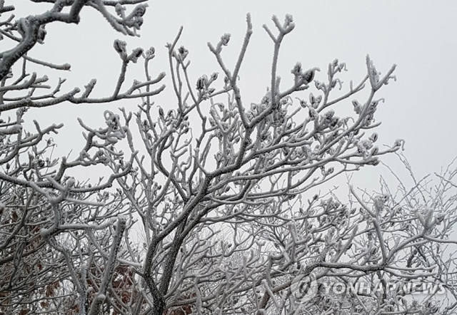 (태백=연합뉴스) 27일 태백산 정상 일대가 눈꽃으로 겨울 분위기를 연출하고 있다.
