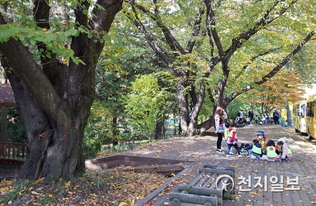 가을 소풍을 나온 아이들이 선생님과 즐거운 시간을 보내고 있는 왕벚나무 쉼터 ⓒ천지일보 2018.11.3