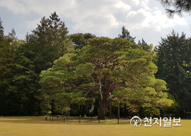 홍릉숲의 산증인이자 이곳에서 가장 오래된 나무인 1892년생 반송 ⓒ천지일보 2018.11.3