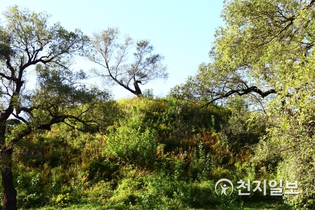 청태조 누르하치의 무덤 위에 나무 한 그루가 서 있다. 나무는 환생을 의미하는 뜻으로 전해진다. ⓒ천지일보 2018.11.11
