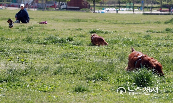 잔디밭에서 놀고있는 강아지. ⓒ천지일보