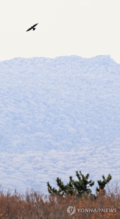 (제주=연합뉴스) 올가을 들어 최저기온을 기록한 23일 오전 제주 한라산 국립공원 관음사 입구에서 바라본 고지대에 서리와 눈으로 만들어진 하얀 꽃이 만발해 있다.