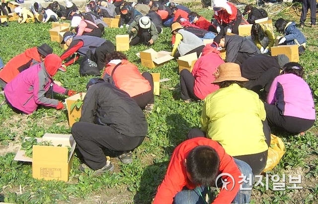 전남 신안군 비금도에서 시금치 수확 체험을 하고 있는 모습. (제공: 신안군) ⓒ천지일보 2018.11.26