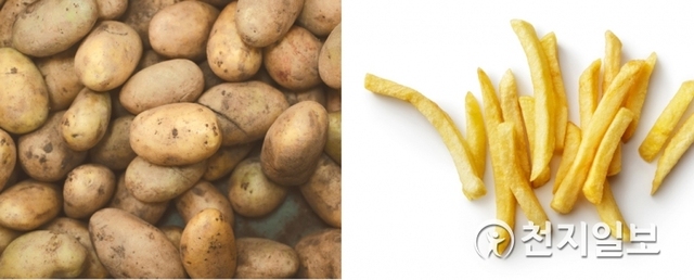 유전자변형식품(GMO) 감자가 내년 초에 국내에 수입될 예정인 가운데 GMO 완전표시를 요구하는 소비자들의 목소리가 높아지고 있다. 사진은 감자와 감자튀김 이미지 (출처: 게티이미지) ⓒ천지일보 2018.11.29