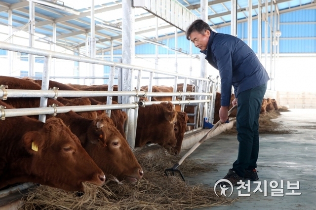 정읍시 한 농가에서 소를 키우는 모습. (제공: 정읍시) ⓒ천지일보 2018.12.19